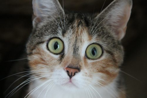 best cat toothpaste review