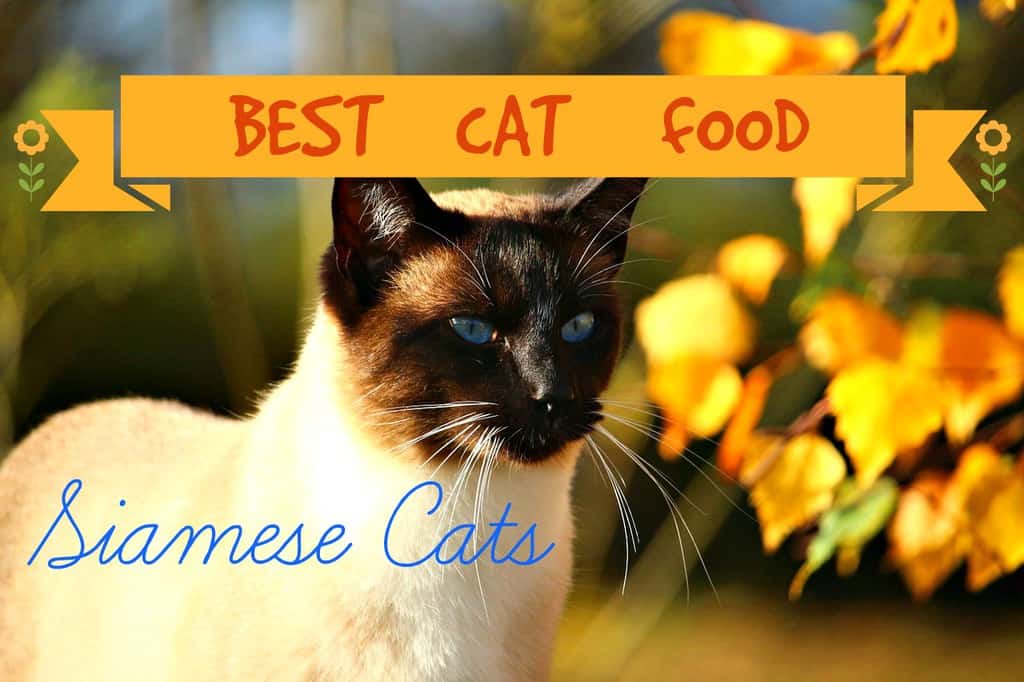 Best Cat Food for Siamese