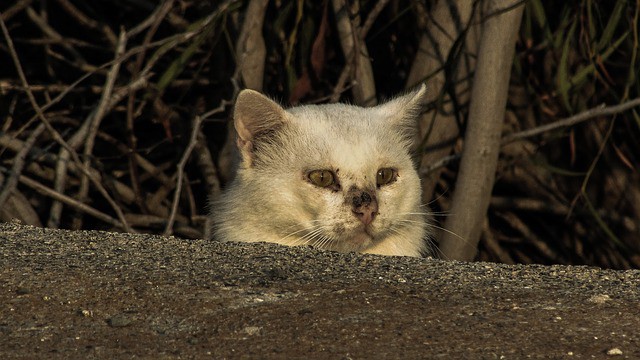 Cats and Rabies