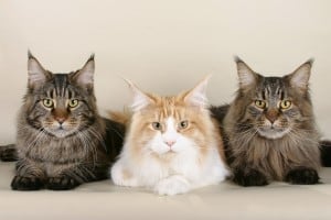 10 best cats for cuddling