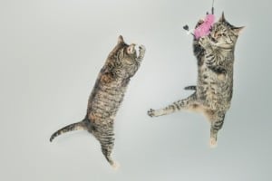 best cat toys for indoor cats