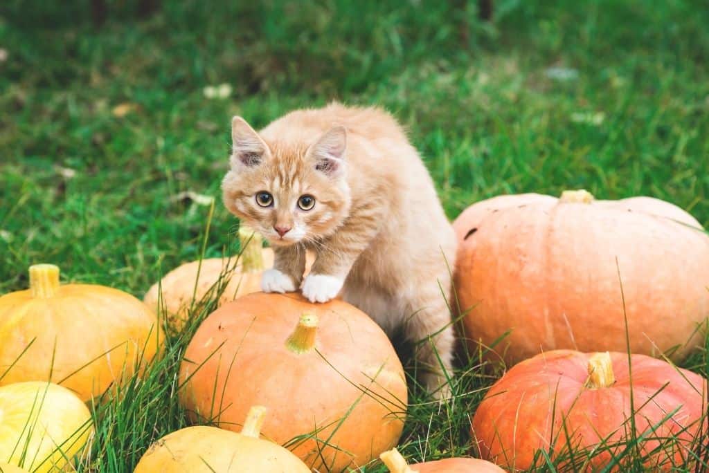 outside cat on pumpkin