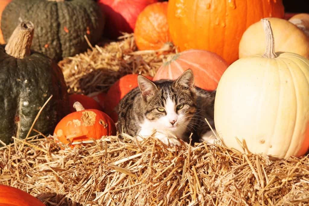cat laying with pumpkins