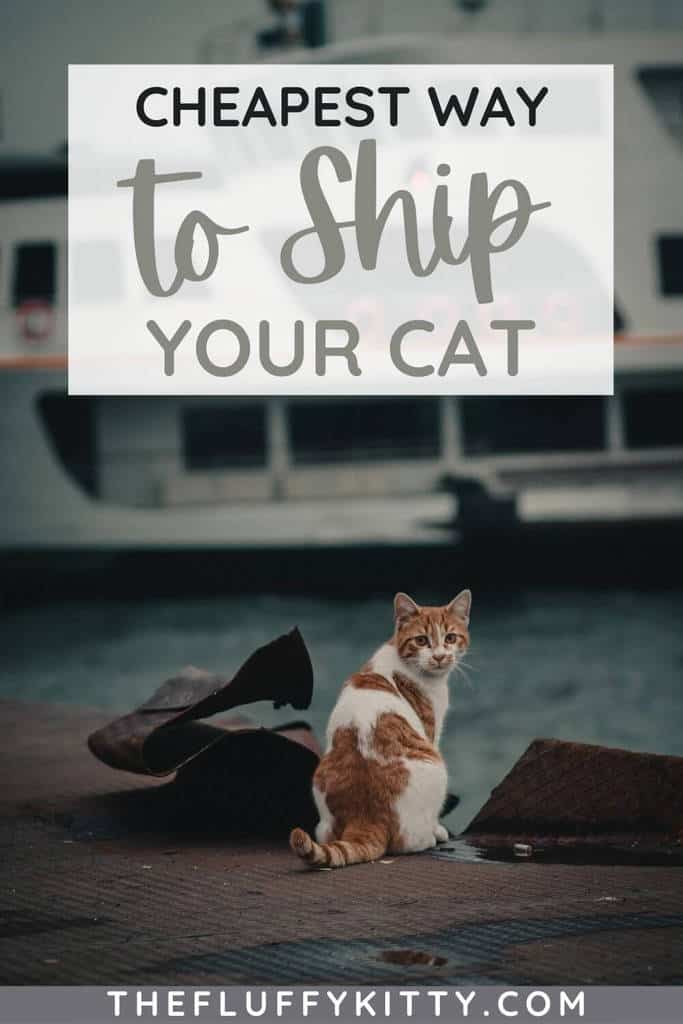 cheapest way to ship a cat pin 1
