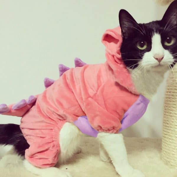 dinosaur-cat