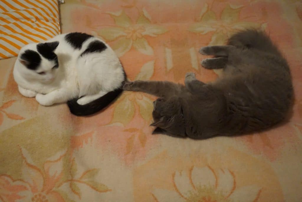 how to introduce two cats | yoda and peter