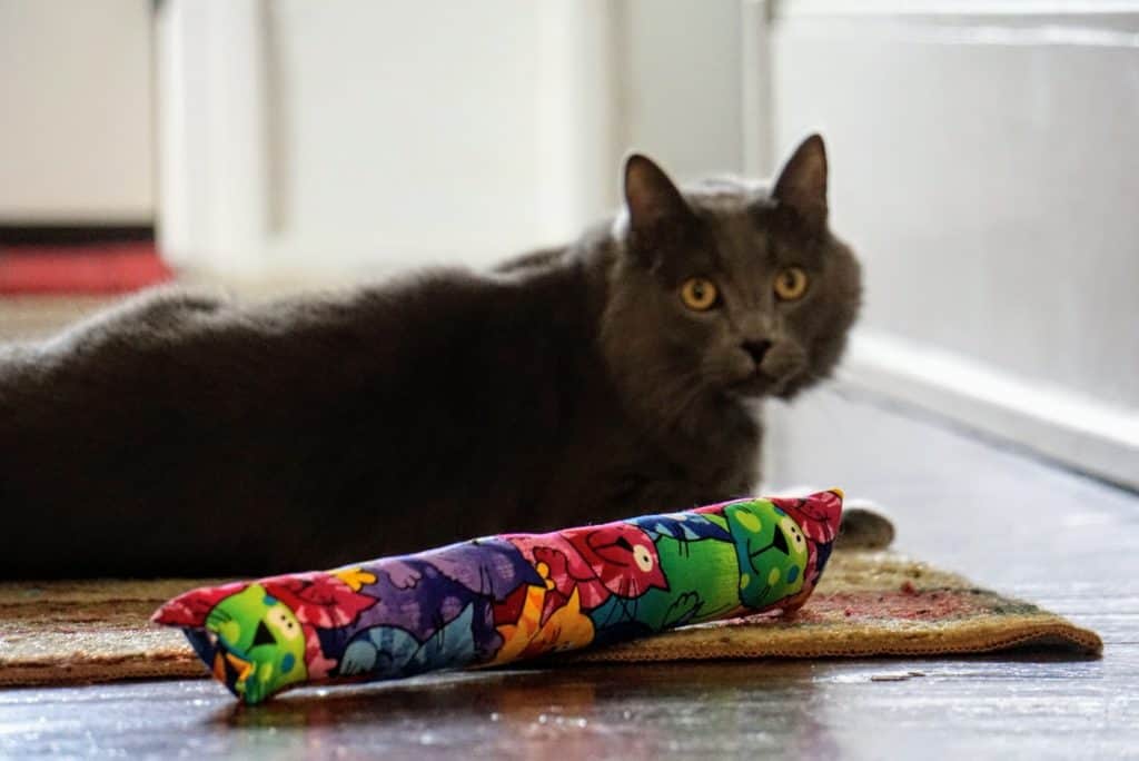 Kitty Kick Stix Review | Fluffy Kitty