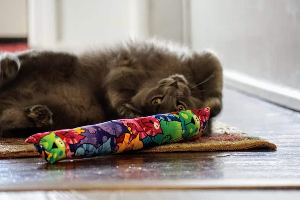 Kitty Kick Stix Review | Fluffy Kitty