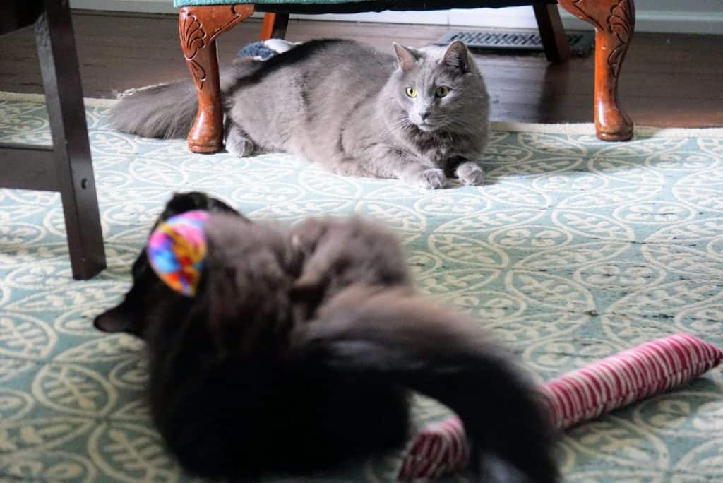 Kitty Kick Stix Review | Fluffy Kitty