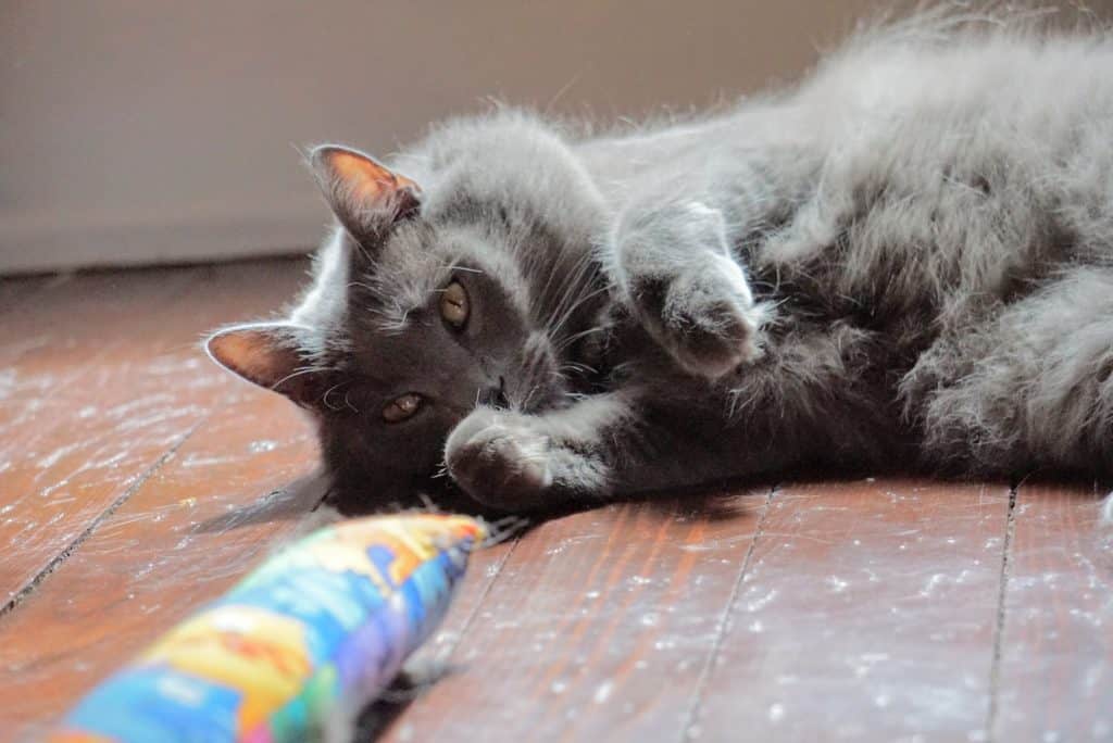 Kitty Kick Stix Review | Fluffy Kitty