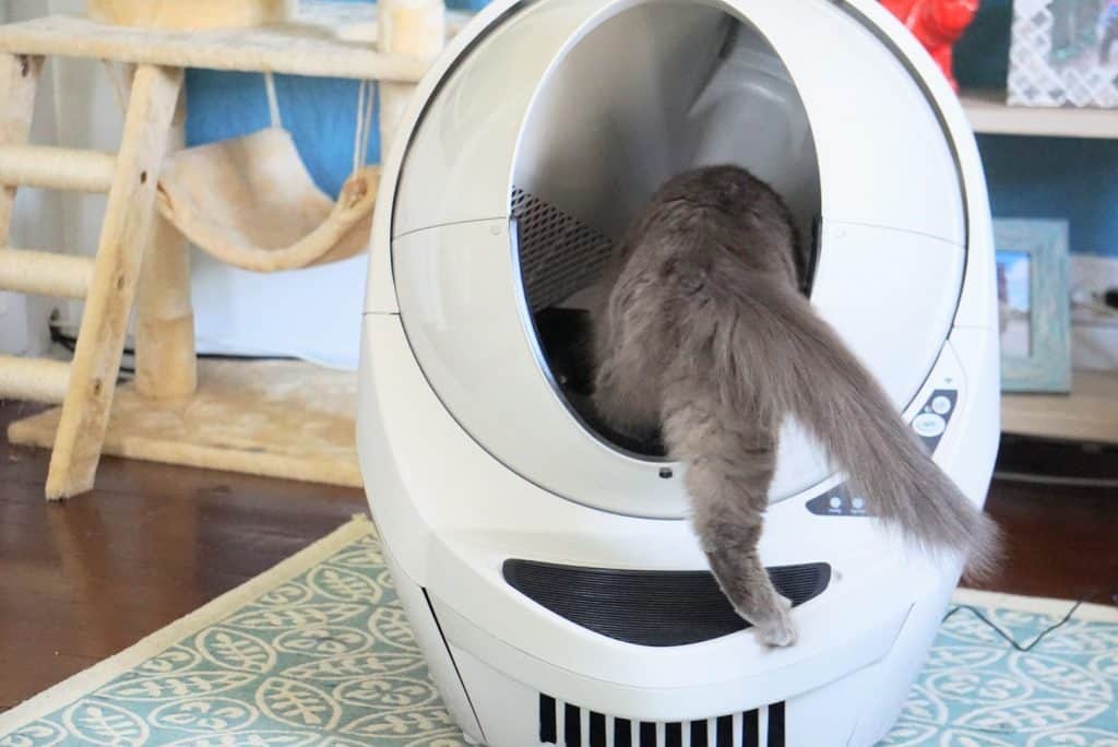 Litter-Robot III Open Air with Connect Review | Fluffy Kitty