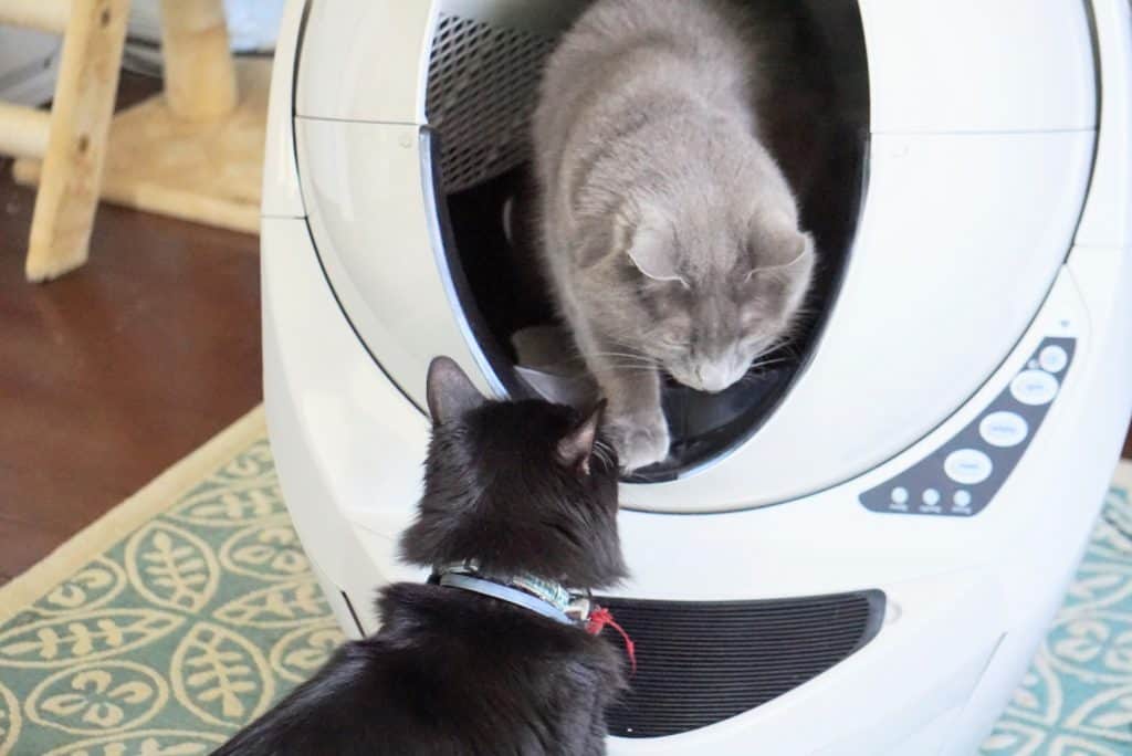 Litter-Robot III Open Air with Connect Review | Fluffy Kitty