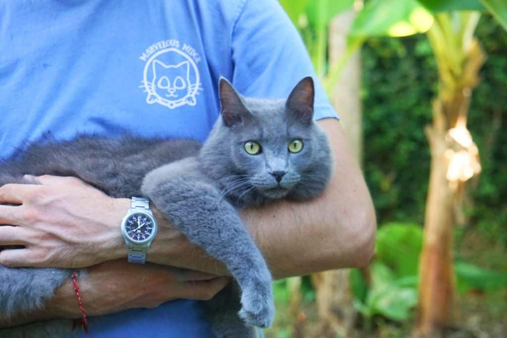 Marvelous Midge Review | Fluffy Kitty