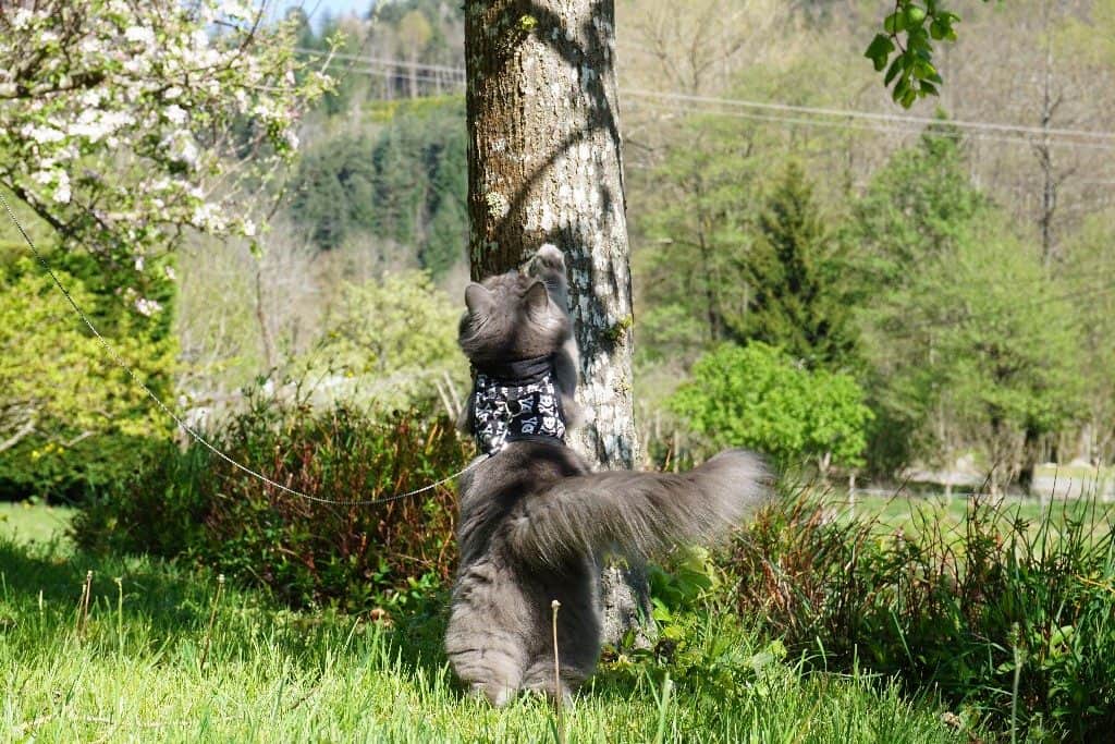 Best Cat Harnesses | Fluffy Kitty
