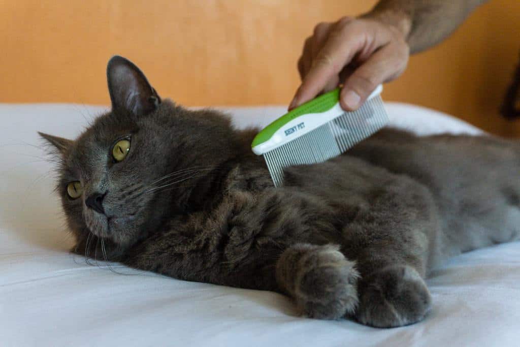 Best comb for cats featuring Shiny Pet comb | The Fluffy Kitty