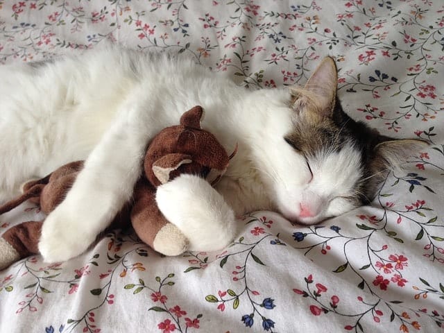 Eco-Friendly Cat Toys1