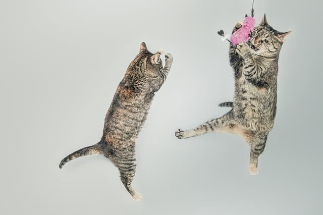 Eco-Friendly Cat Toys | Fluffy Kitty