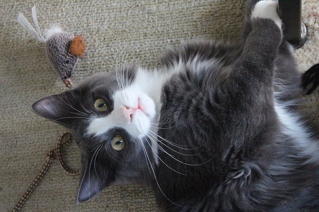 Eco-Friendly Cat Toys6