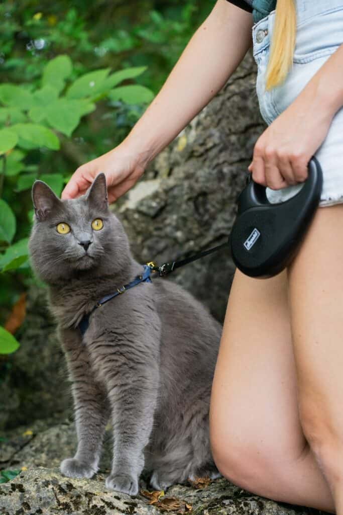 woman petting gray cat on leash