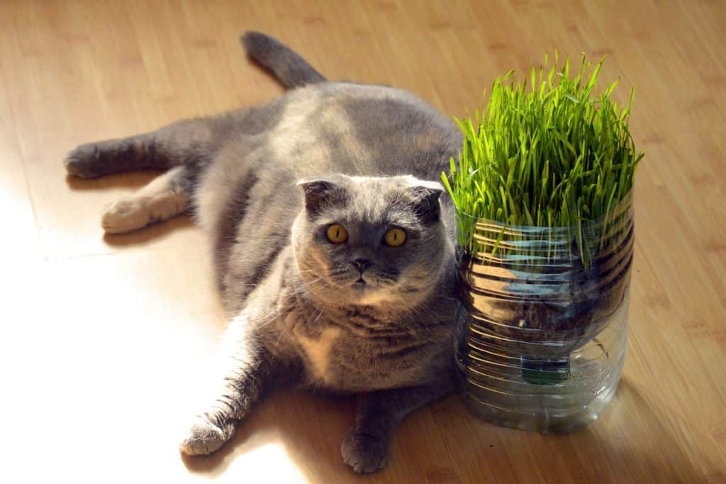 Castor oil for cats