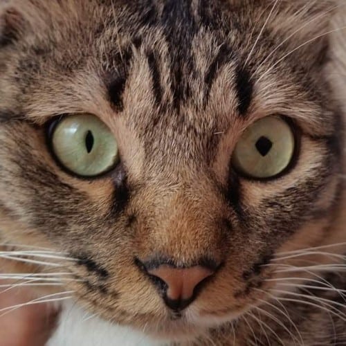 Neko's unique diamond-shaped pupil