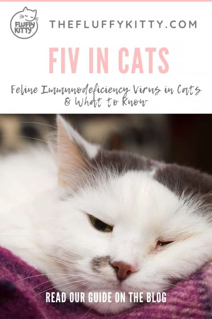FIV in Cats: Feline Immunodeficiency Virus (HIV/AIDs in CATs) www.thefluffykitty.com #cats #cathealth #catlovers #catdiseases