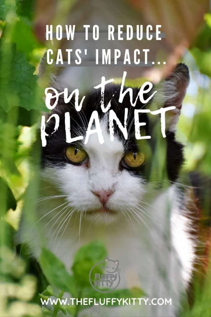 How to Reduce Your Cat's Carbon Paw Print - The Fluffy Kitty www.thefluffykitty.com