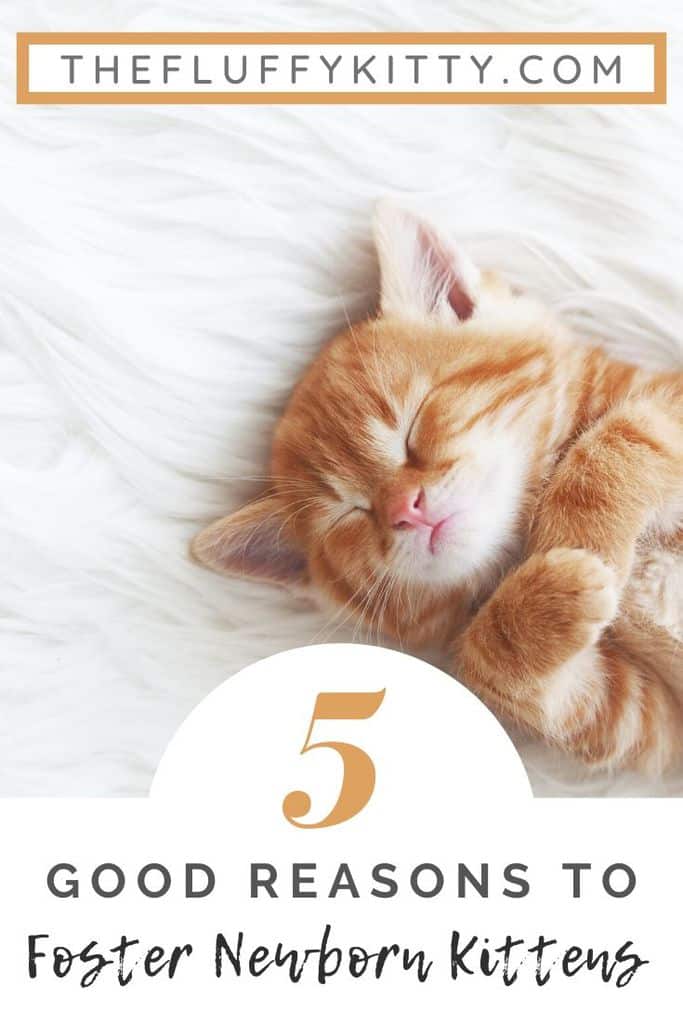 5 reasons to foster newborn kittens