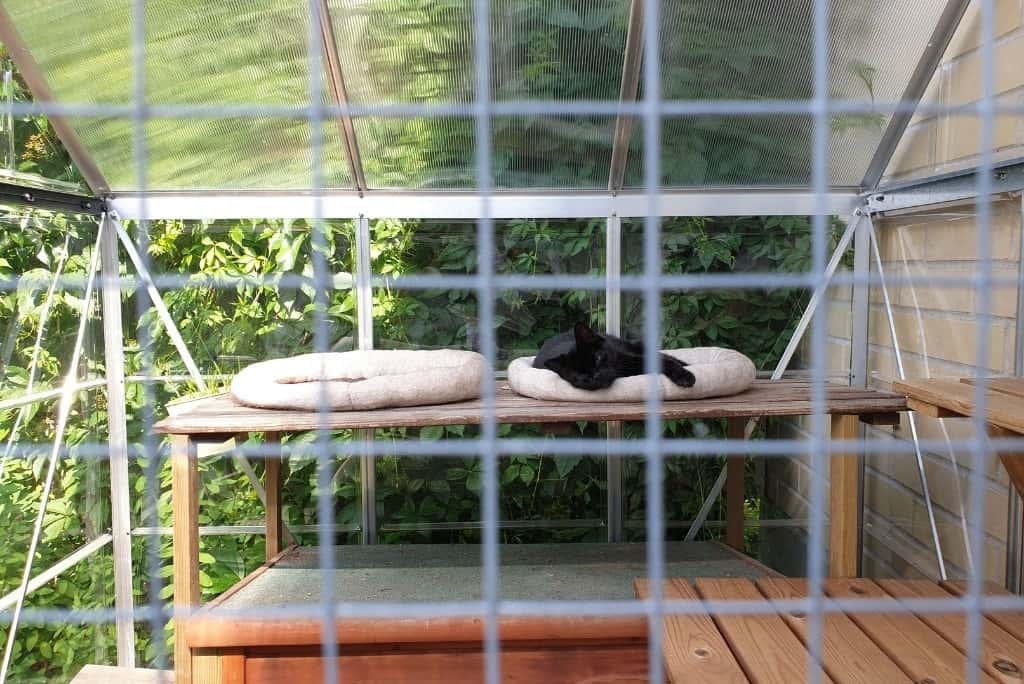 black cat lounging in outdoor catio