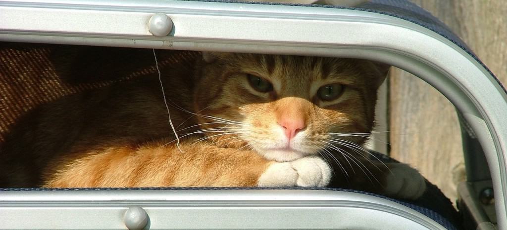 How to Find a Lost Cat - Fluffy Kitty