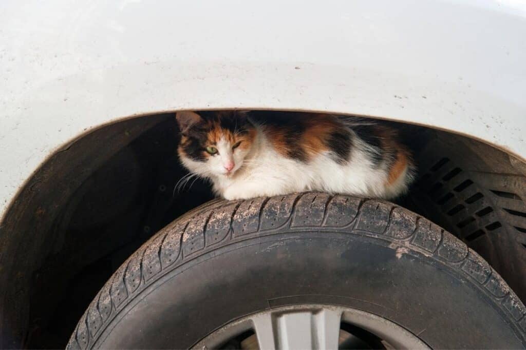 stray cat sitting on car tire