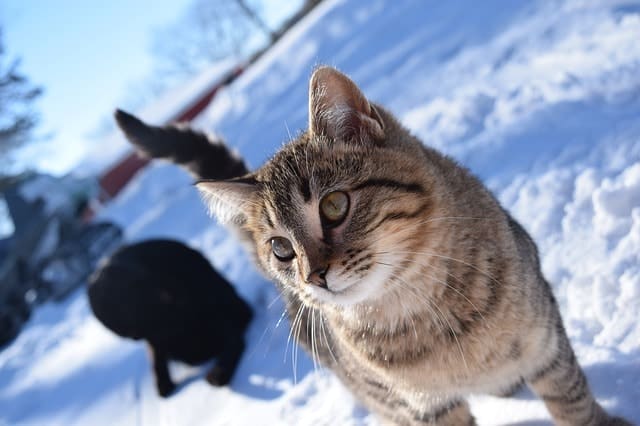 How to Keep Cats Warm in Winter (Indoor and Outdoor) | Fluffy Kitty