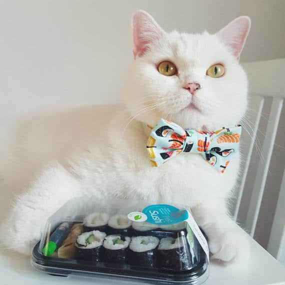 Best cat collars - Fluffy Kitty