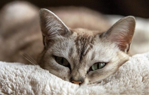 My Cat Is Breathing Fast: What Should I Do?