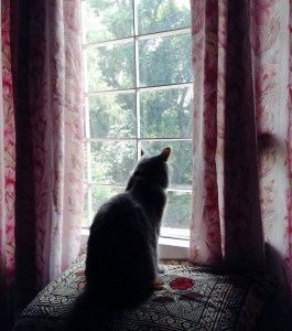 Yoda using our makeshift window perch - a pillow set on top of a suitcase 