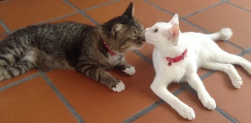 love at first sight
