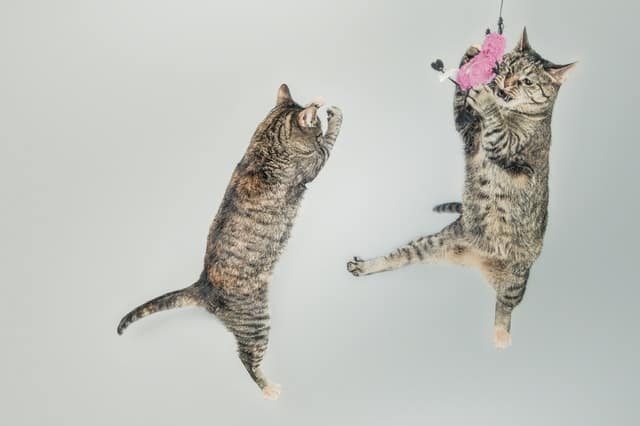 10 Reasons to Keep Your Cat Indoors | Fluffy Kitty
