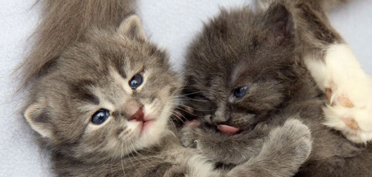 Why do Cat Scratches Itch and Swell? | Fluffy Kitty