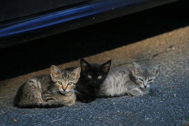 Best Cat Food for Strays - Fluffy Kitty