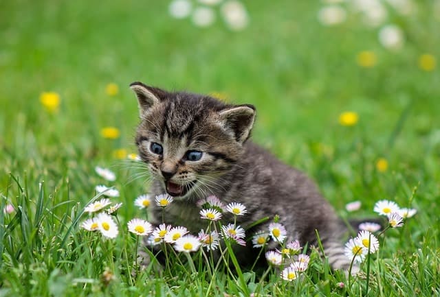 How to get rid of worms in cats|| Fluffy Kitty