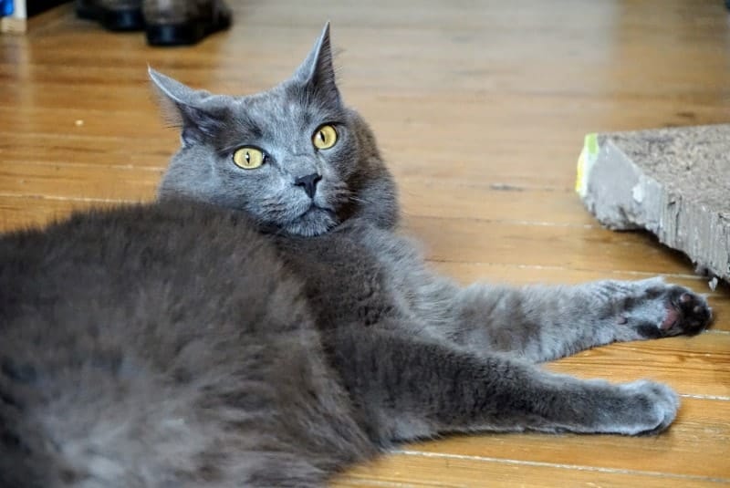 Kitty Shirt | Our Review | Fluffy Kitty