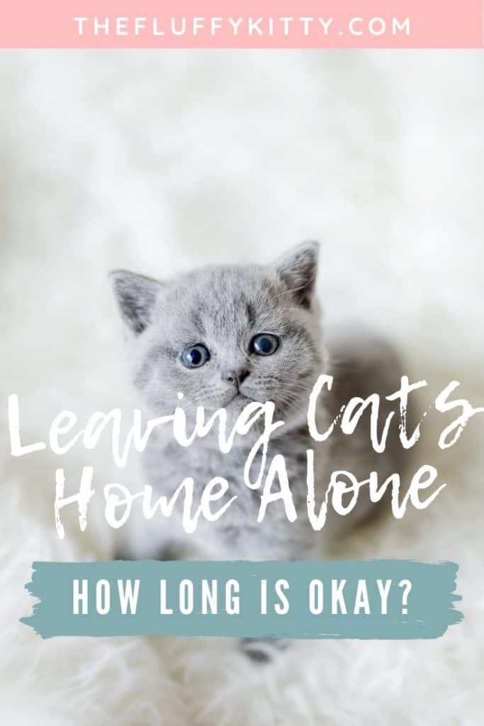 How long is it okay or appropriate to leave a cat at home alone? Find out in our guide here. Fluffy Kitty | www.thefluffykitty.com #cats #catshome #cat #catcare