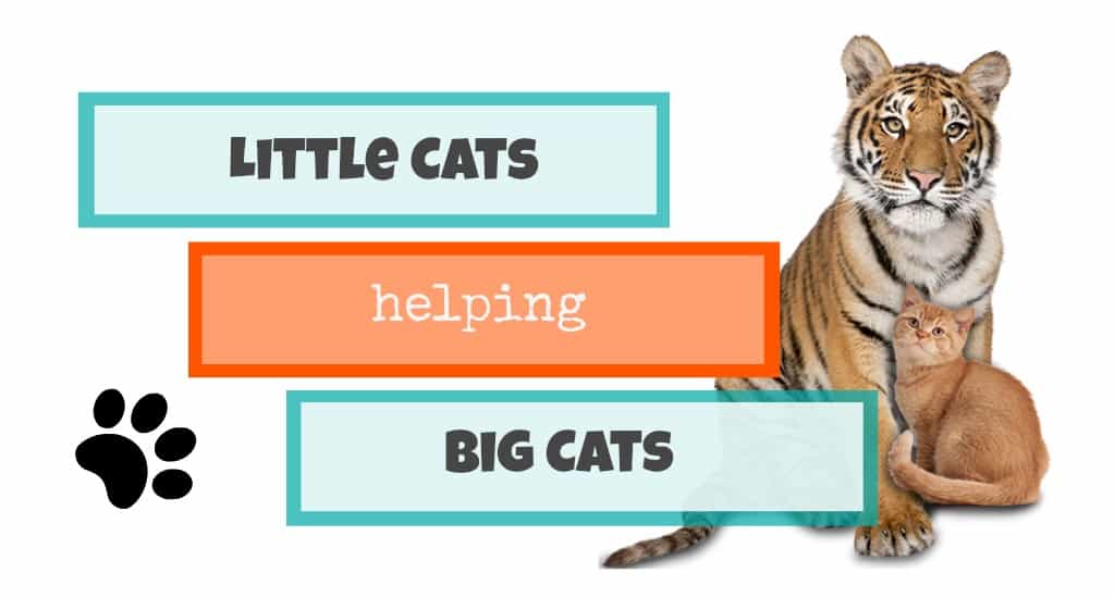 little cats helping big cats header