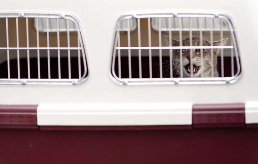 How to Travel with a Cat on a Plane | Fluffy Kitty