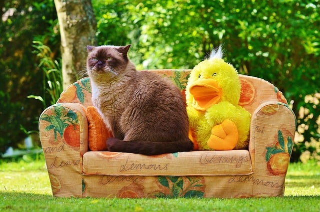 Best Cat Furniture | Fluffy Kitty