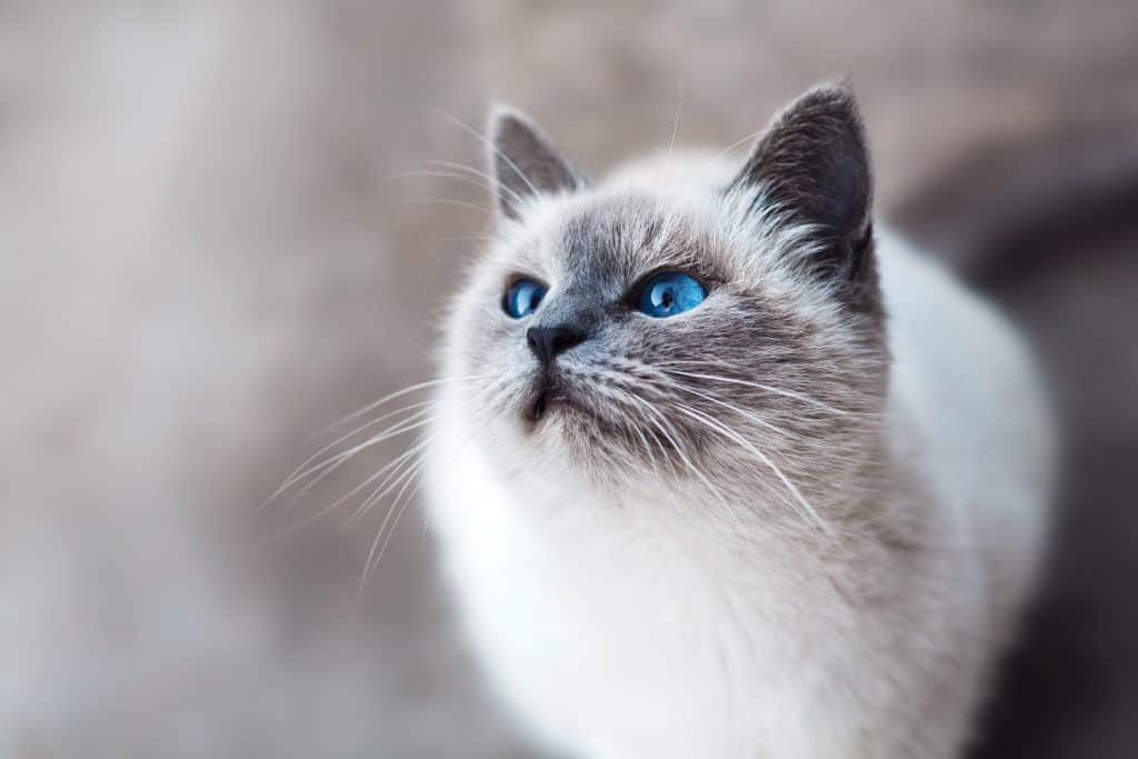 Crossing into Canada with a Cat // The Fluffy Kitty // PC Unsplash: mikhail-vasilyev