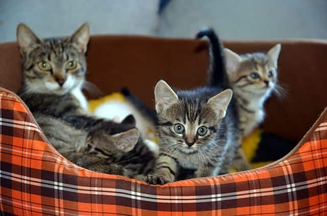 My Cat Had Kittens Can I Move Them | Fluffy Kitty