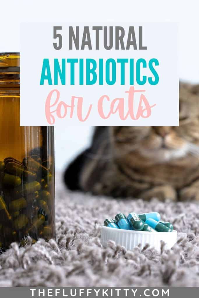 cats medicine capsules | natural antibiotics for cats pin