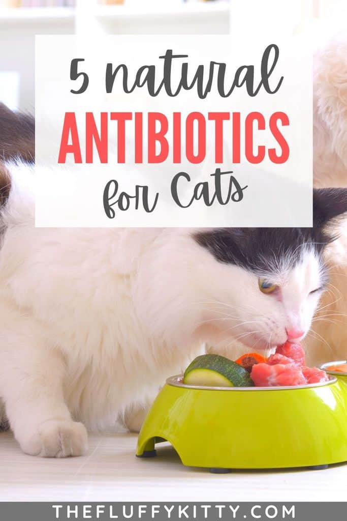 cat eating healthy food. Natural antibiotics for cats pinterest pin