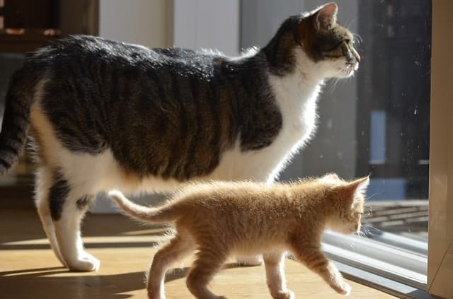 Ultimate Guide to Cat Pregnancy | Fluffy Kitty